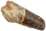 Fossil Spinosaurus Tooth - Feeding Worn Tip #214362-1